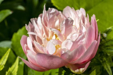 Bahçede açan güzel şakayık çiçekleri