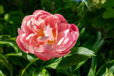 Bahçede açan güzel şakayık çiçekleri