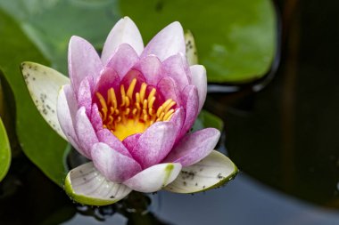 Güzel botanik çekimi, doğal arka plan.