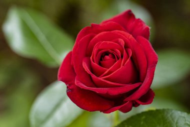 Bahçesinde güzel çiçekler olan bir çiçek tarlası.