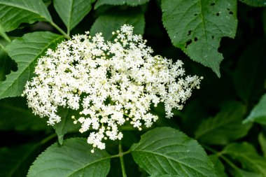 Bahar bahçesinde açan güzel çiçeklerin yakın plan görüntüsü, doğa manzarası               