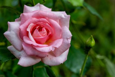 Bahçesinde güzel çiçekler olan bir çiçek tarlası.