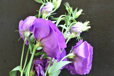 Siyah arka planda mor yaz çiçekleri, yakın plan görüntüsü 