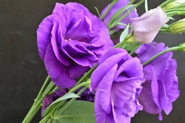 Siyah arka planda mor yaz çiçekleri, yakın plan görüntüsü 