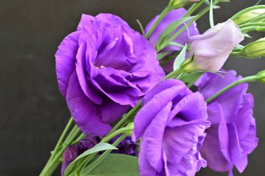 Siyah arka planda mor yaz çiçekleri, yakın plan görüntüsü 