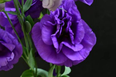 Siyah arka planda mor yaz çiçekleri, yakın plan görüntüsü 