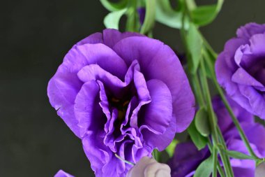 Siyah arka planda mor yaz çiçekleri, yakın plan görüntüsü 