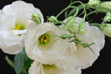 Siyah arka planda beyaz yaz çiçekleri, yakın plan görüntüsü 