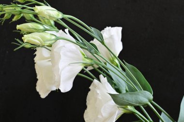 Siyah arka planda beyaz yaz çiçekleri, yakın plan görüntüsü 