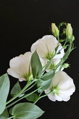 Siyah arka planda beyaz yaz çiçekleri, yakın plan görüntüsü 