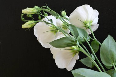 Siyah arka planda beyaz yaz çiçekleri, yakın plan görüntüsü 