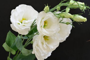 Siyah arka planda beyaz yaz çiçekleri, yakın plan görüntüsü 