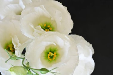 Koyu arkaplanda beyaz Eustoma çiçekleri