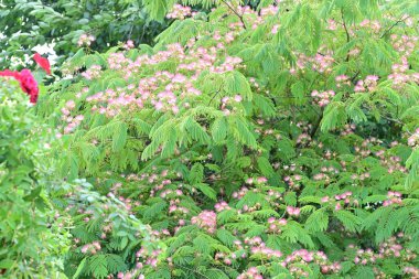 Yaz bahçesinde açan güzel çiçeklerin yakın plan görüntüsü, doğa manzarası             