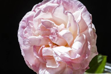 Koyu arkaplanda güzel narin çiçeğin yakın plan görüntüsü           