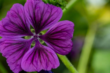 Bahçesinde güzel çiçekler olan bir çiçek tarlası.