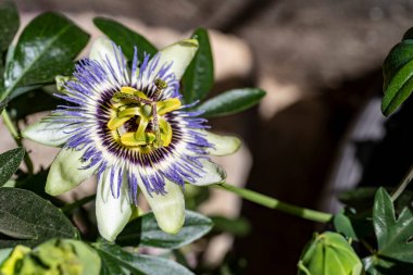 Bahçesinde güzel çiçekler olan bir çiçek tarlası.