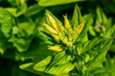 Bahçesinde güzel çiçekler olan bir çiçek tarlası.