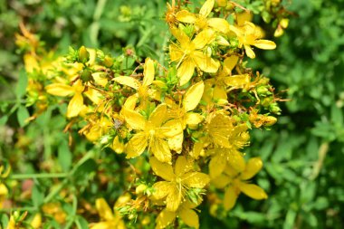 Samimi bir bahçe çiçeği resmi..