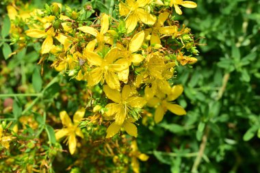 Doğal çevredeki canlı çiçeklerin makro perspektifi.