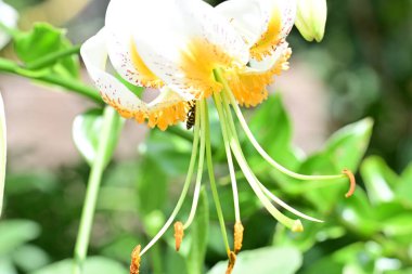 Bahçedeki zambak çiçeğini kapat 