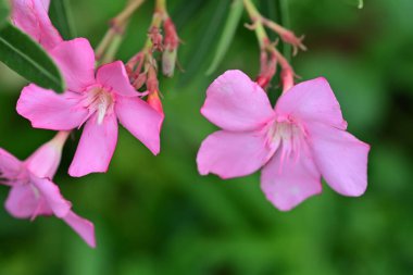 Canlı, renkli bahçe bitkisinin yakınlaştırılmış görüntüsü.