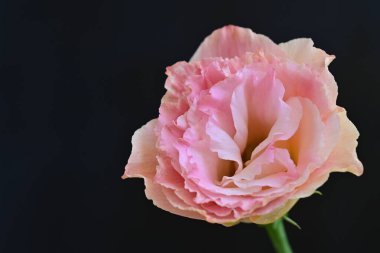 Koyu arkaplanda güzel pembe Eustoma. 