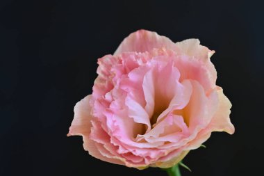 Koyu arkaplanda güzel pembe Eustoma. 