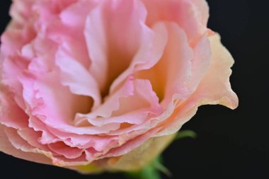 Koyu arkaplanda güzel pembe Eustoma. 