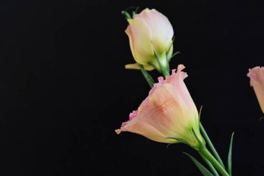 Siyah arka planda güzel pembe Eustoma çiçekleri