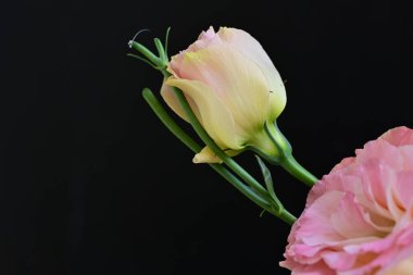 Siyah arka planda güzel pembe Eustoma çiçekleri