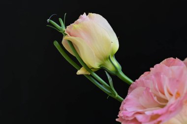 Siyah arka planda güzel pembe Eustoma çiçekleri