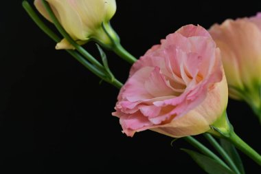 Siyah arka planda güzel pembe Eustoma çiçekleri