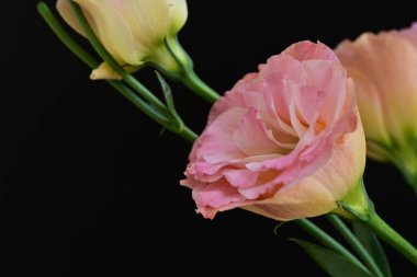 Siyah arka planda güzel pembe Eustoma çiçekleri