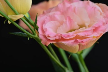 Siyah arka planda güzel pembe Eustoma çiçekleri