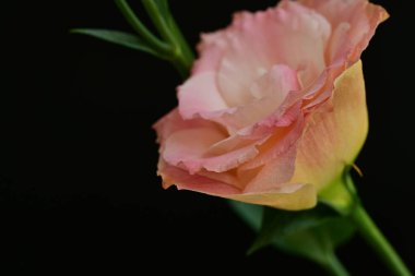 Koyu arkaplanda güzel pembe Eustoma. 