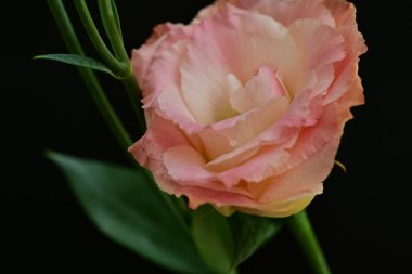 Koyu arkaplanda güzel pembe Eustoma. 