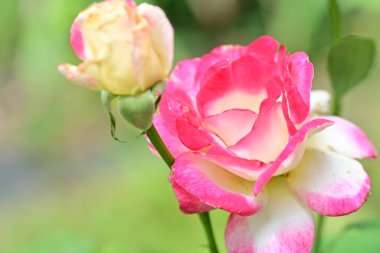 Bahçedeki güzel pembe güller