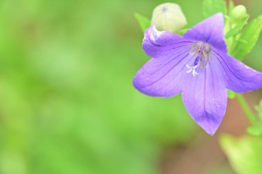 Bahçesinde güzel çiçekler olan bir çiçek tarlası.
