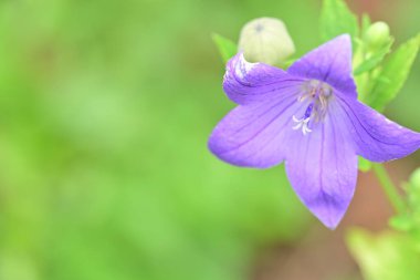 Bahçesinde güzel çiçekler olan bir çiçek tarlası.