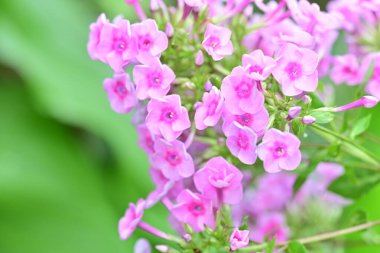 Doğal çevredeki canlı çiçeklerin makro perspektifi.