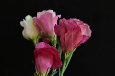 Siyah arkaplanda renkli yaz çiçekleri, yakın plan görünümü 