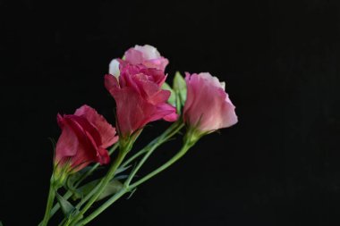 Siyah arkaplanda renkli yaz çiçekleri, yakın plan görünümü 