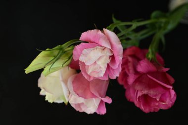 Siyah arkaplanda renkli yaz çiçekleri, yakın plan görünümü 