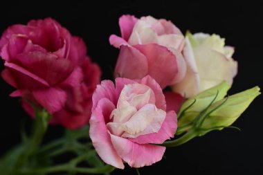 Siyah arkaplanda renkli yaz çiçekleri, yakın plan görünümü 