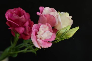 Siyah arkaplanda renkli yaz çiçekleri, yakın plan görünümü 