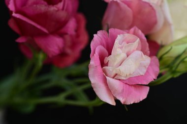 Siyah arkaplanda renkli yaz çiçekleri, yakın plan görünümü 