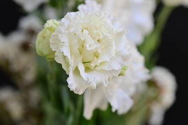 Siyah arka planda beyaz yaz çiçekleri, yakın plan görüntüsü 