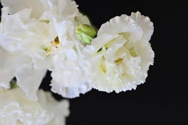 Siyah arka planda beyaz yaz çiçekleri, yakın plan görüntüsü 