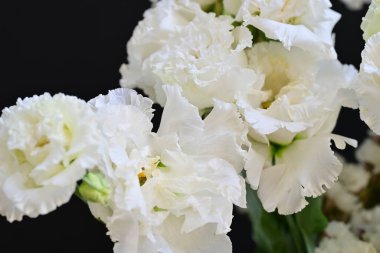 Siyah arka planda beyaz yaz çiçekleri, yakın plan görüntüsü 